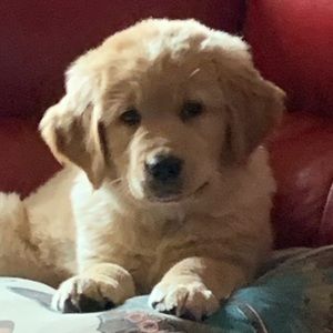 Meet your Posher, Sarah-kim